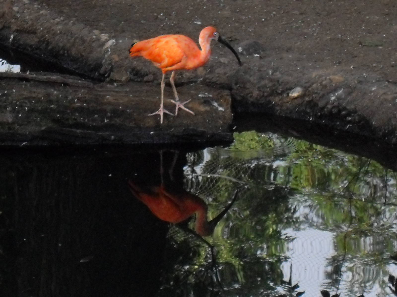 scarlet ibis 030910