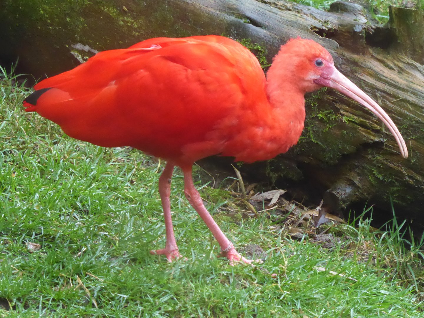Scarlet ibis 040319
