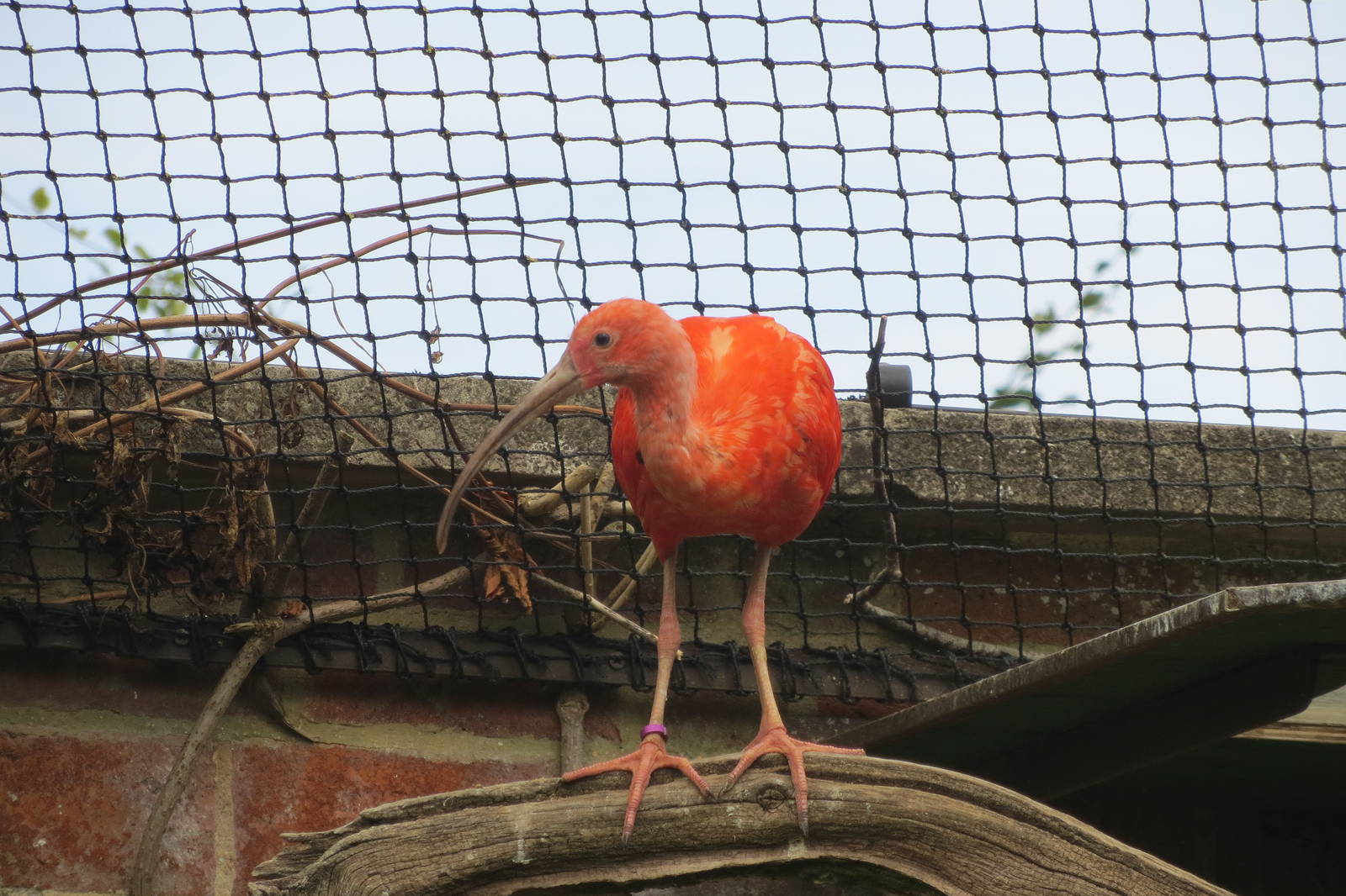 Scarlet Ibis 08/14