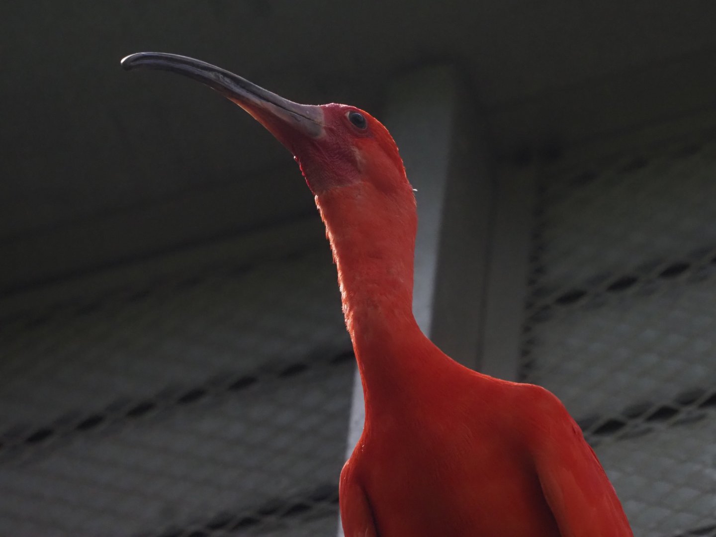 Scarlet Ibis 1
