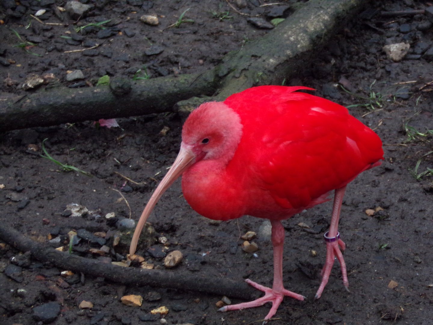 Scarlet ibis 11.2.25