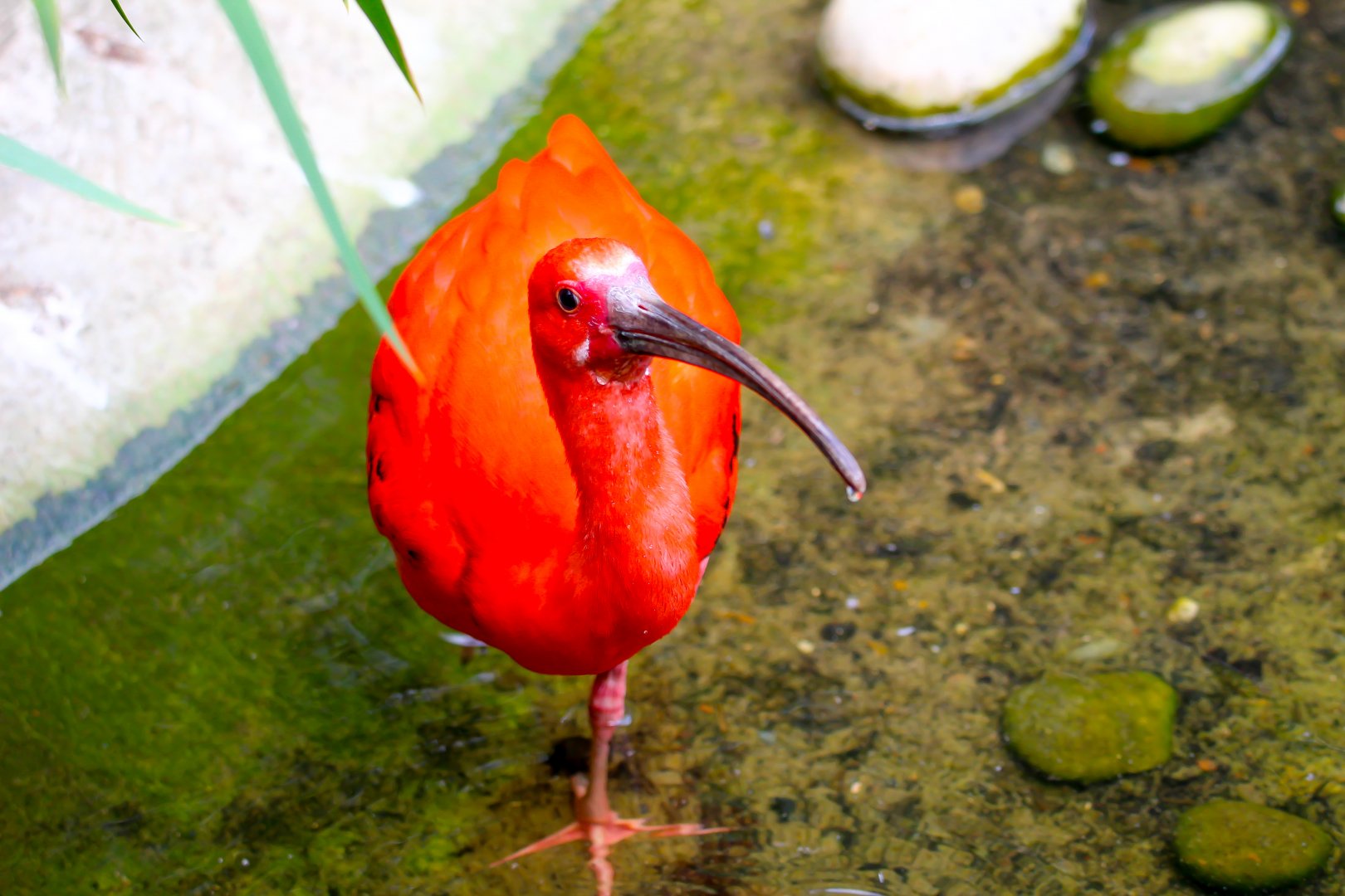 Scarlet Ibis- 12th May 2025