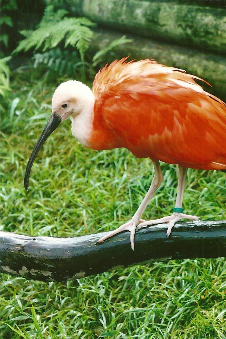 Scarlet Ibis 12th September 2012