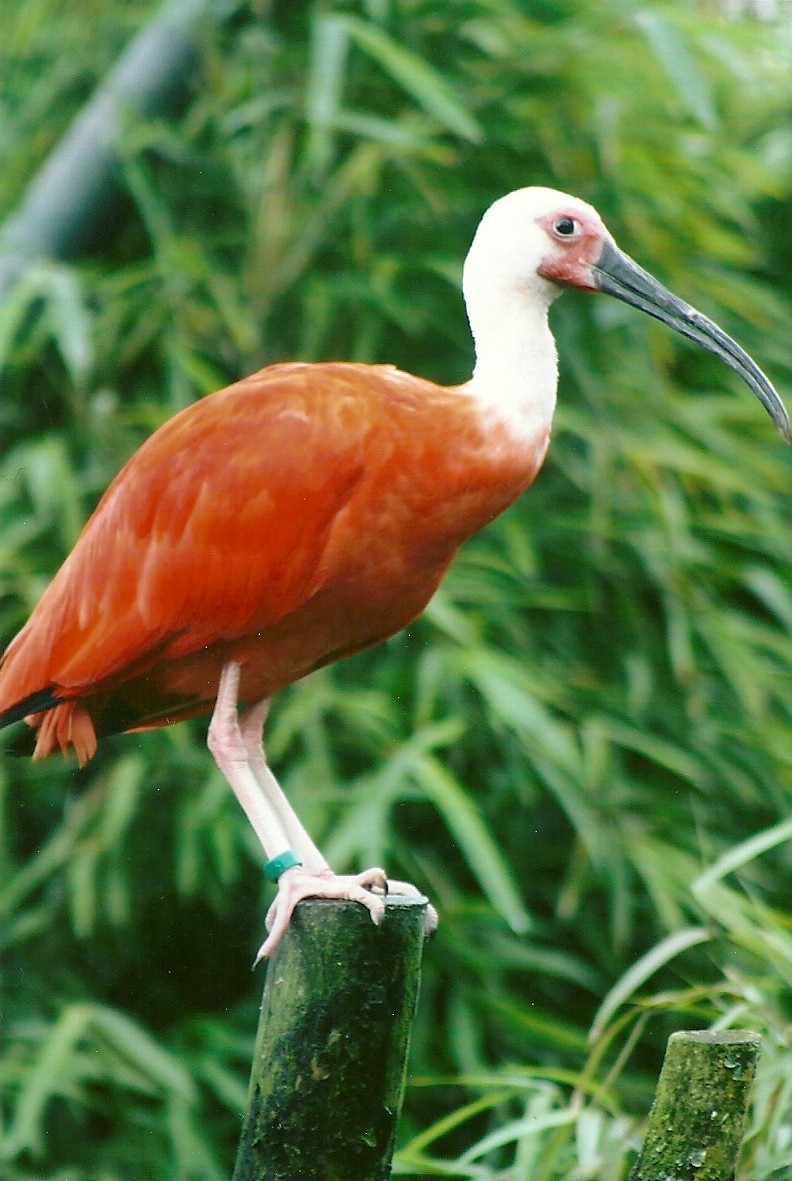 Scarlet Ibis 12th September 2012
