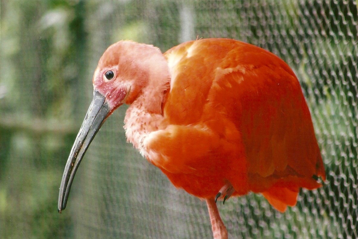 Scarlet Ibis 13th September 2012