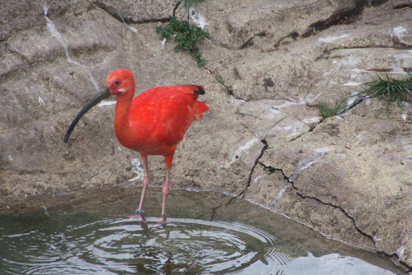Scarlet Ibis, 1st September 2014