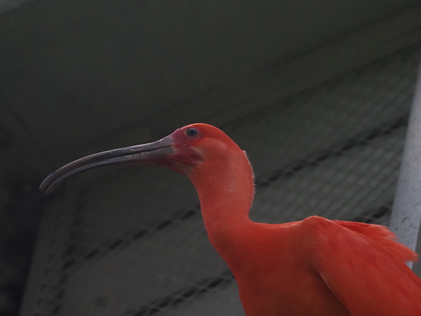 Scarlet Ibis 2