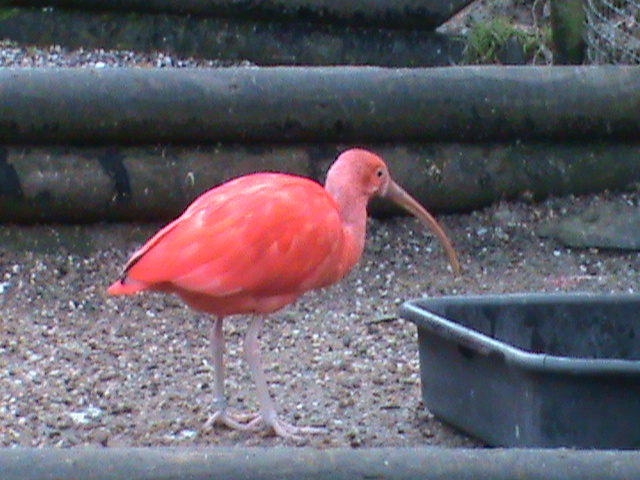 scarlet ibis 200211