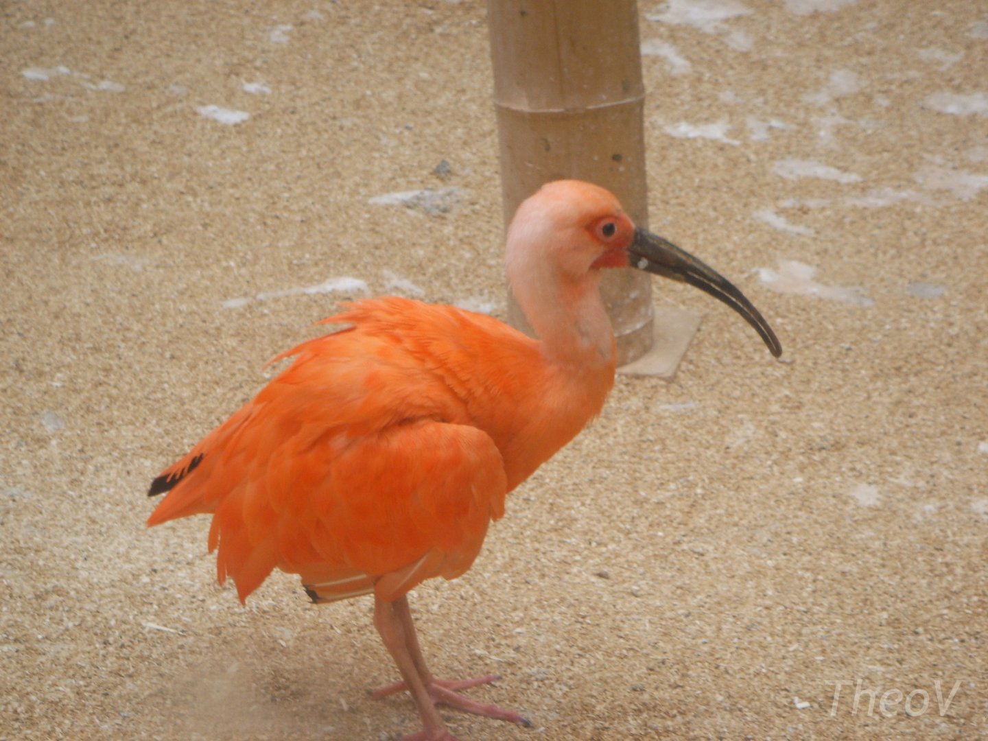 Scarlet ibis [2005]