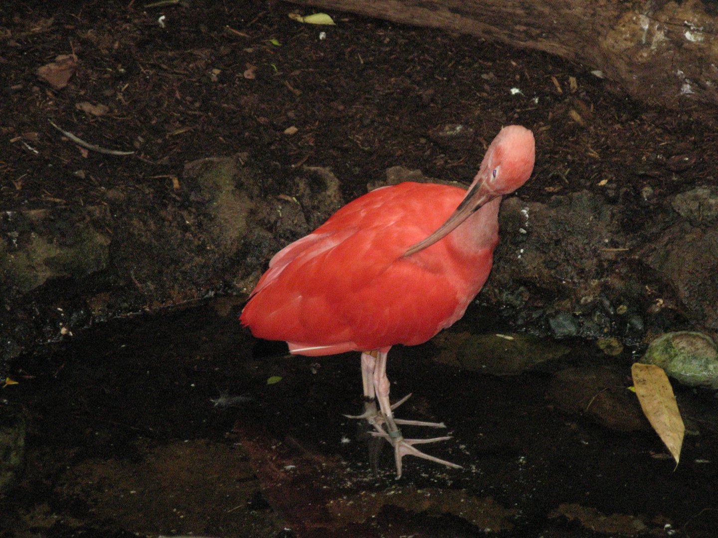 Scarlet Ibis (2008)