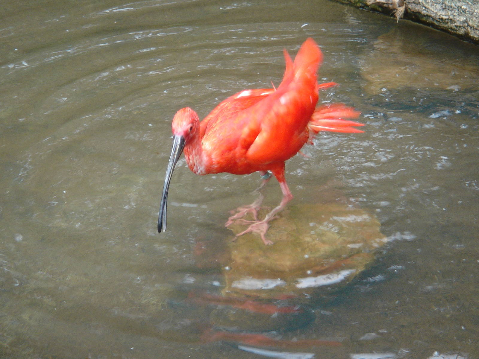 Scarlet Ibis 2009