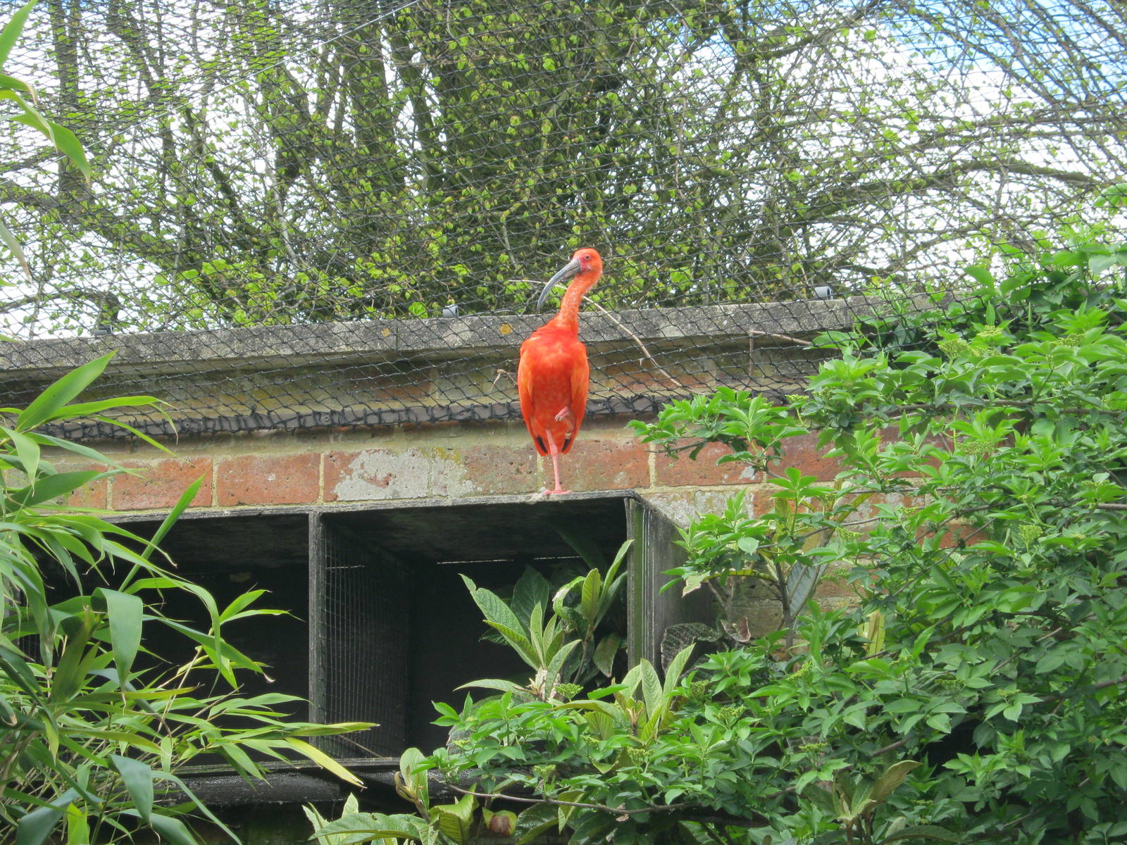 Scarlet Ibis 2012