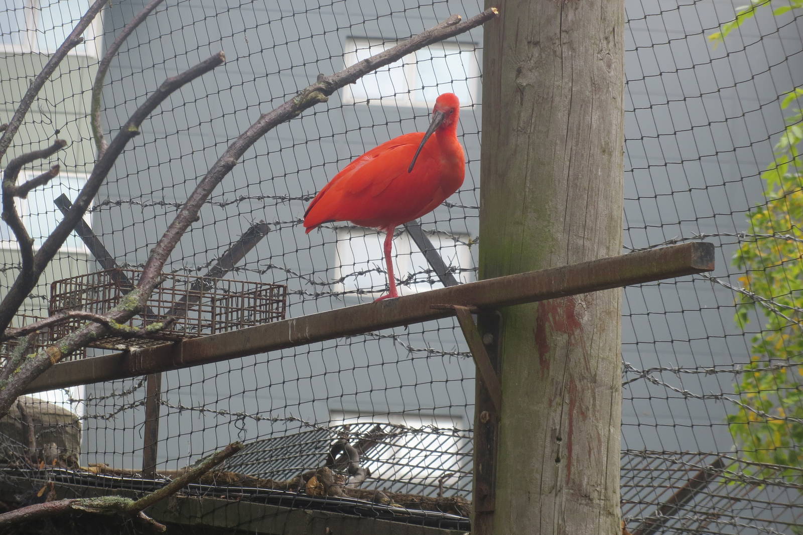 Scarlet Ibis 240815
