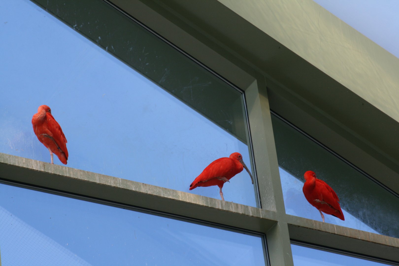 Scarlet Ibis(3/9/2025)