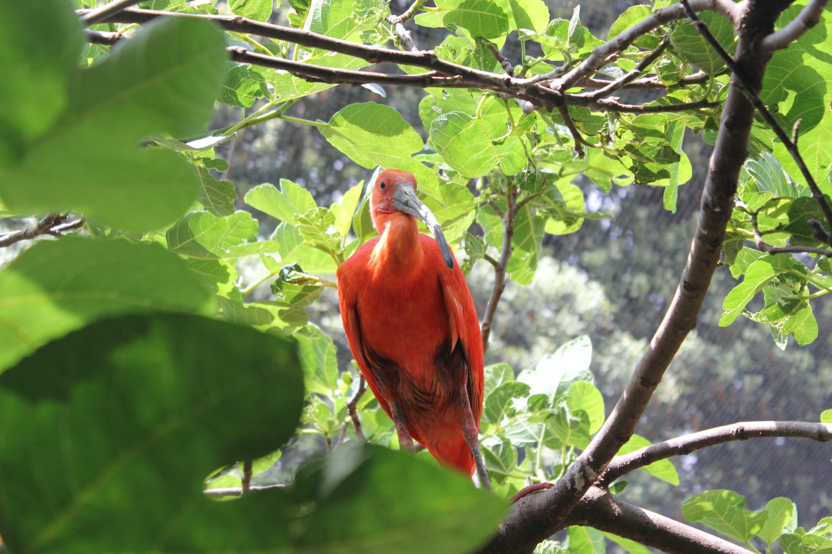 Scarlet Ibis - 6/4/2024