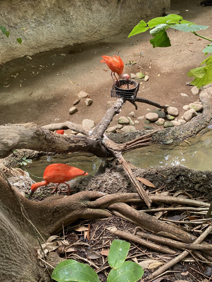 Scarlet Ibis 7-11-2023