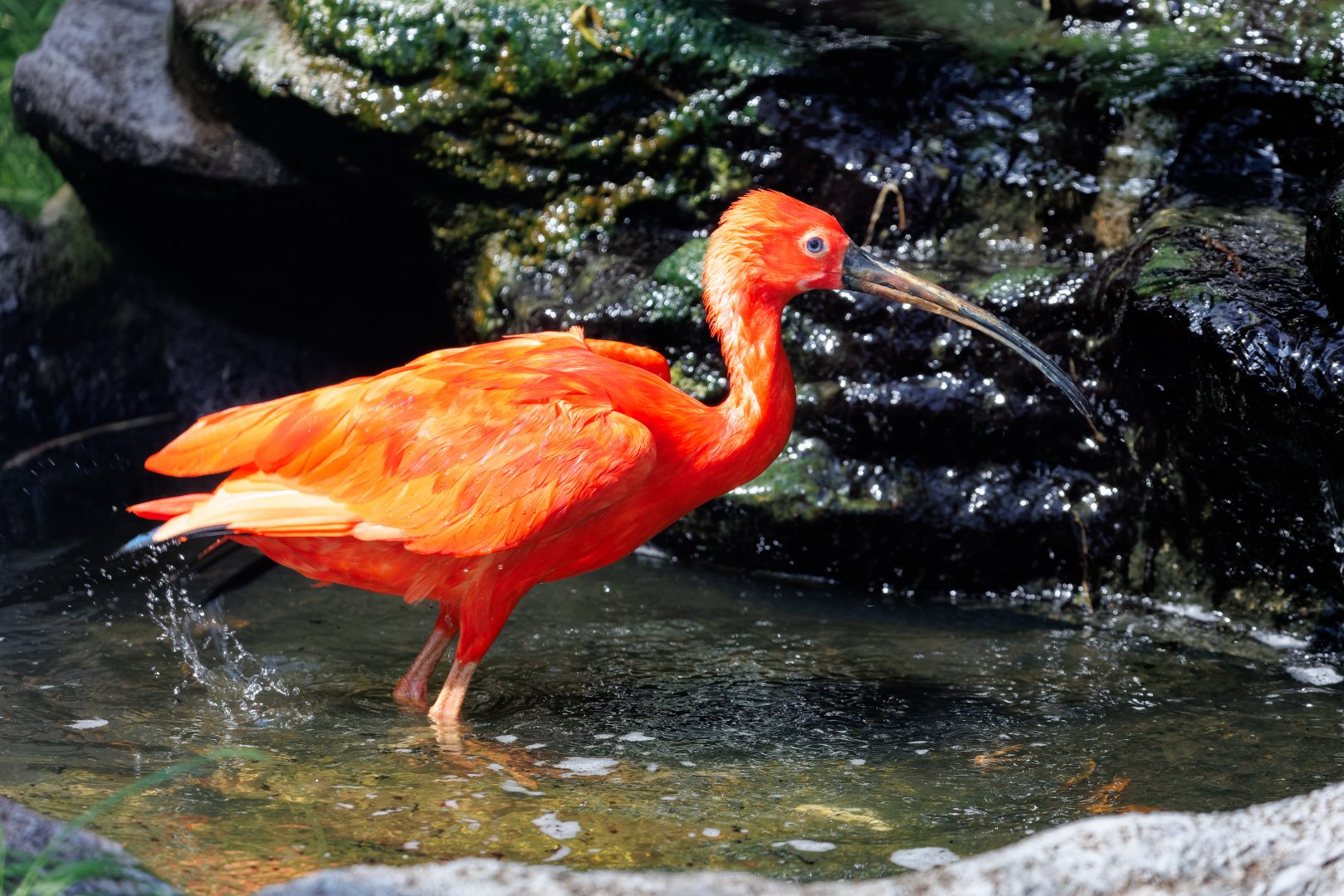 Scarlet Ibis / 7-6-22 / Hamerton