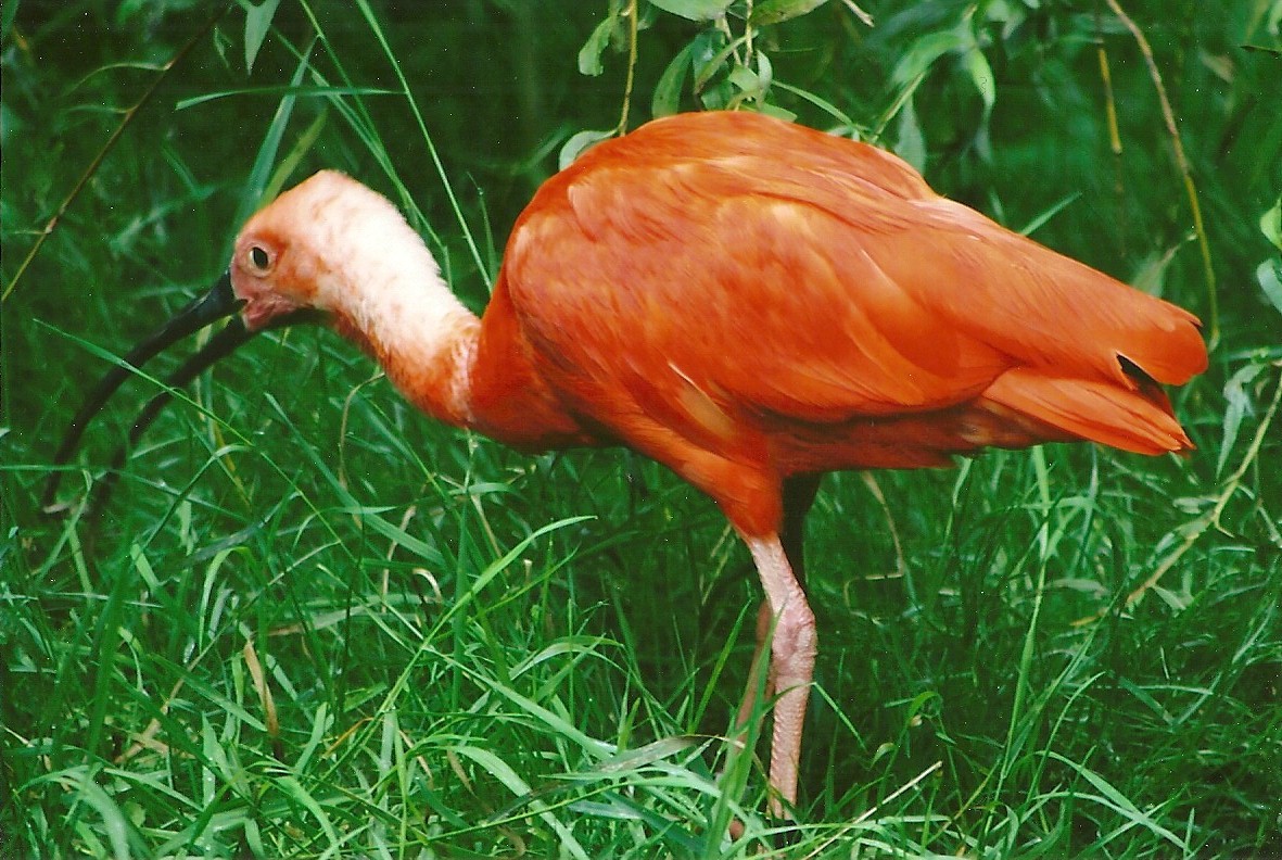 Scarlet Ibis 9th September 2012