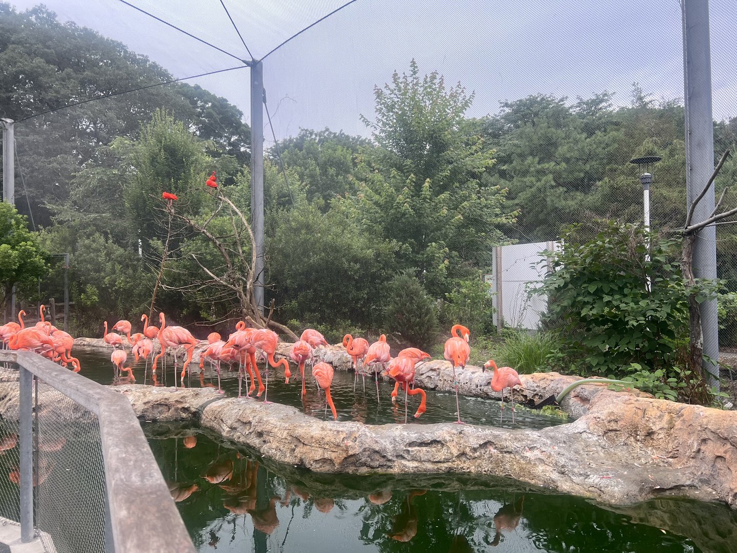 Scarlet Ibis and Caribbean Flamingos