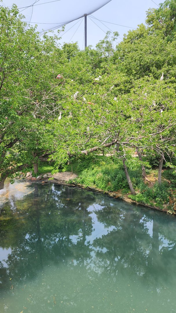 Scarlet Ibis and Cattle Egret Roost
