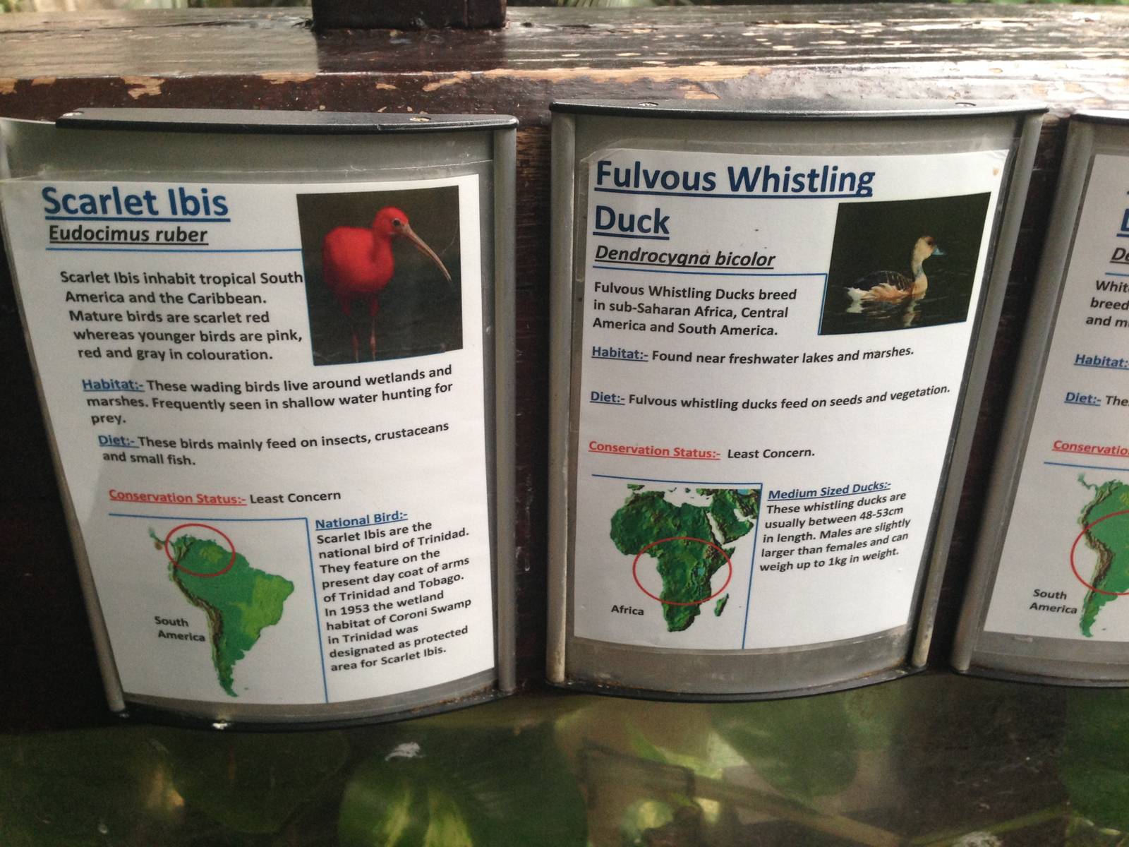 Scarlet Ibis and Fuvlous Whistling Duck Signage at Tropical World - 02/10/2