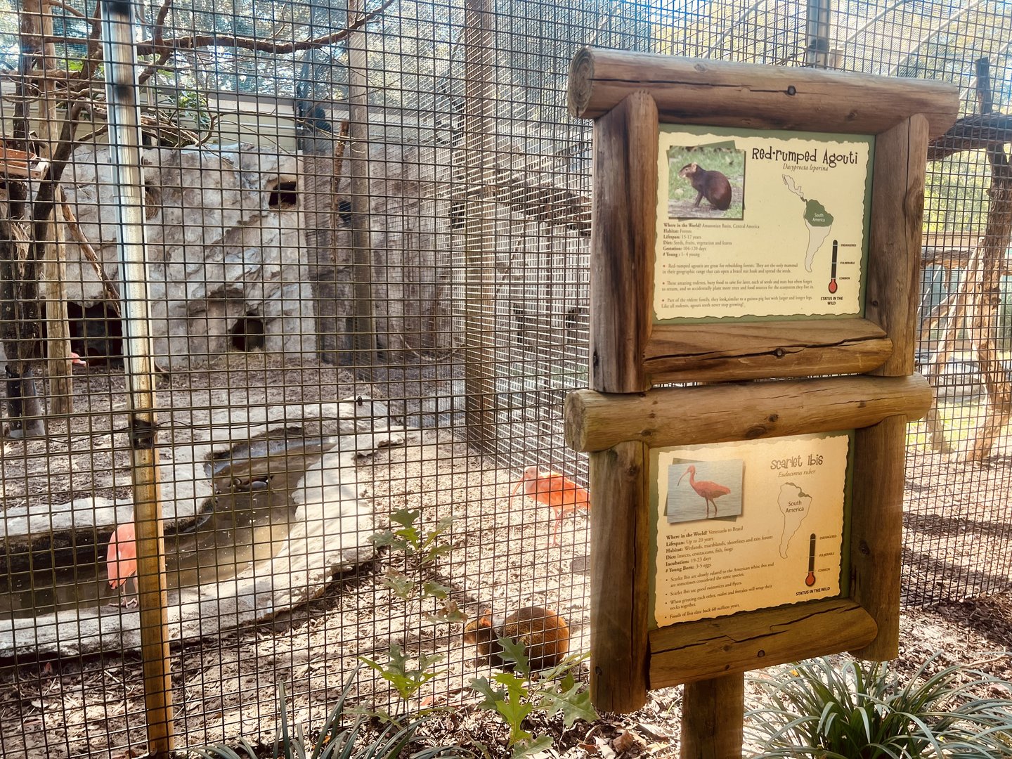 Scarlet Ibis and Red-rumped Agouti Exhibit