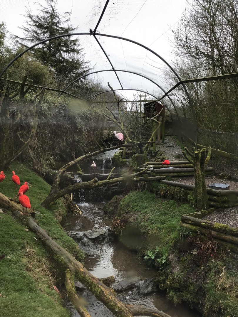 Scarlet ibis and Roseate spoonbill aviary 150418