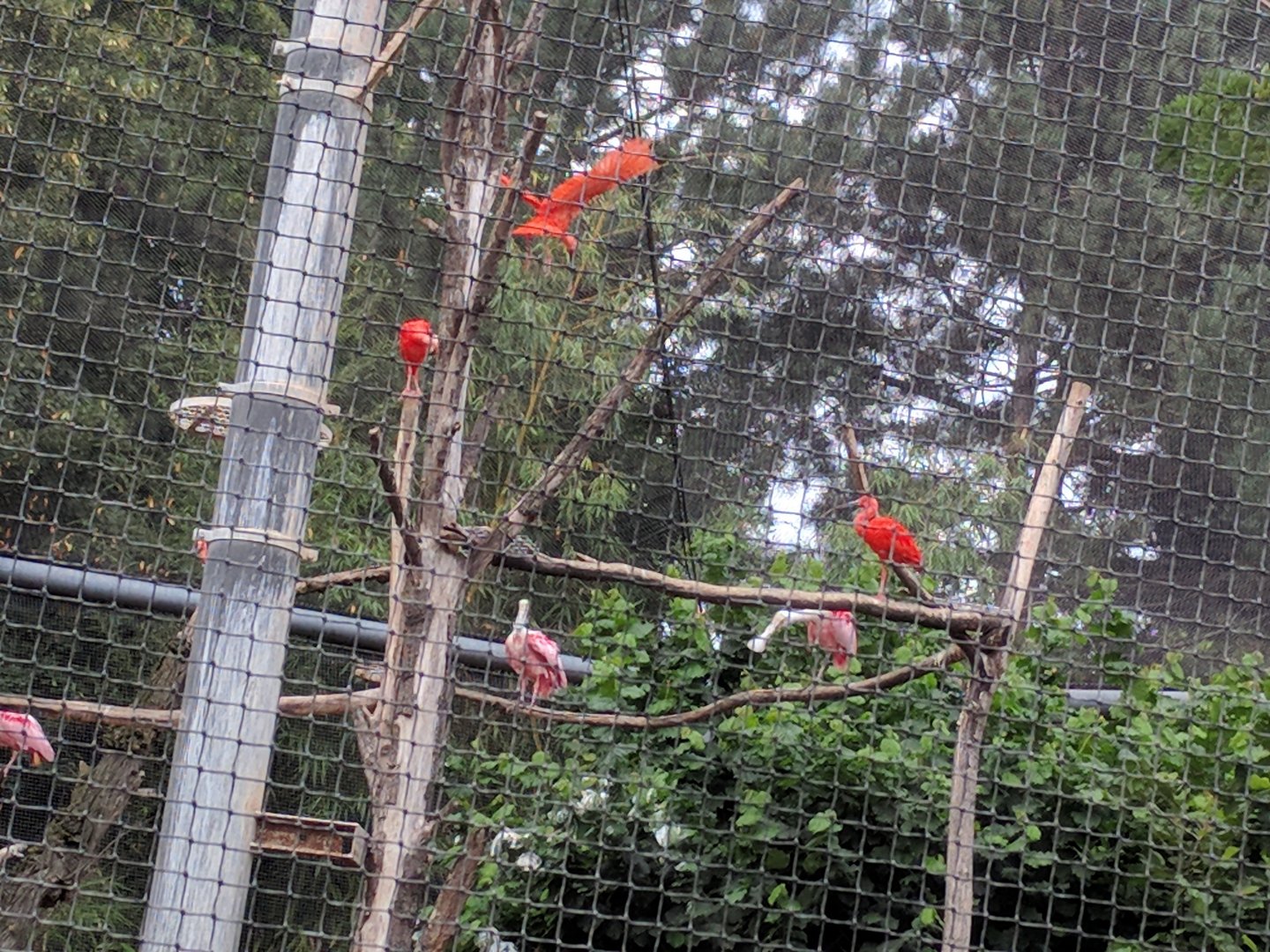 Scarlet Ibis and Rosette Spoonbills