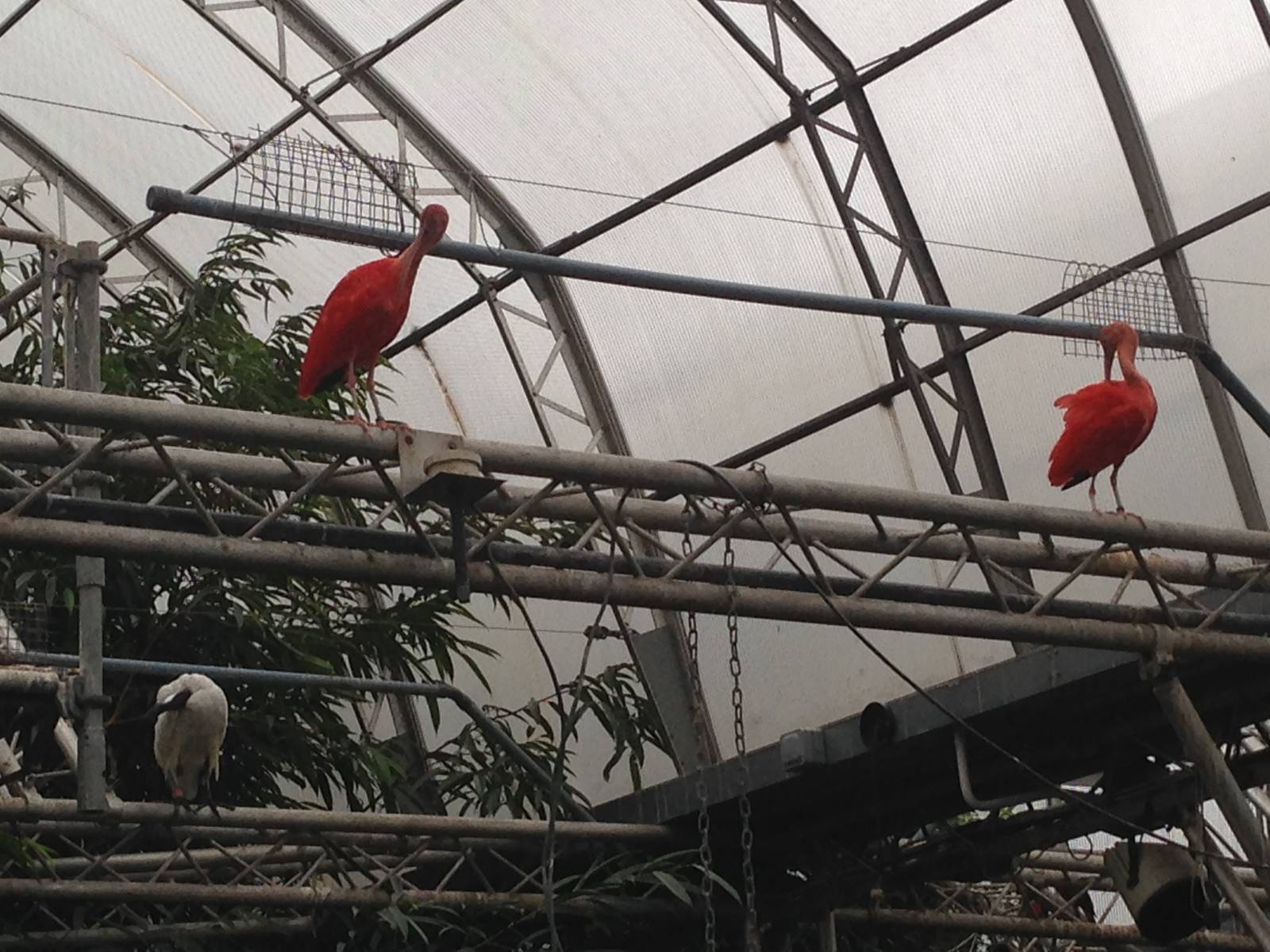 Scarlet Ibis and Sacred Ibis at Tropical World - 02/10/2013
