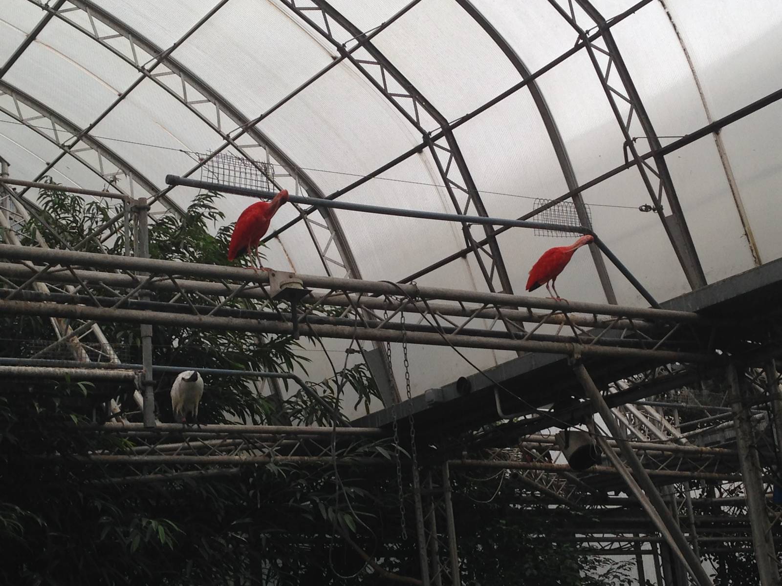 Scarlet Ibis and Sacred Ibis at Tropical World - 02/10/2013