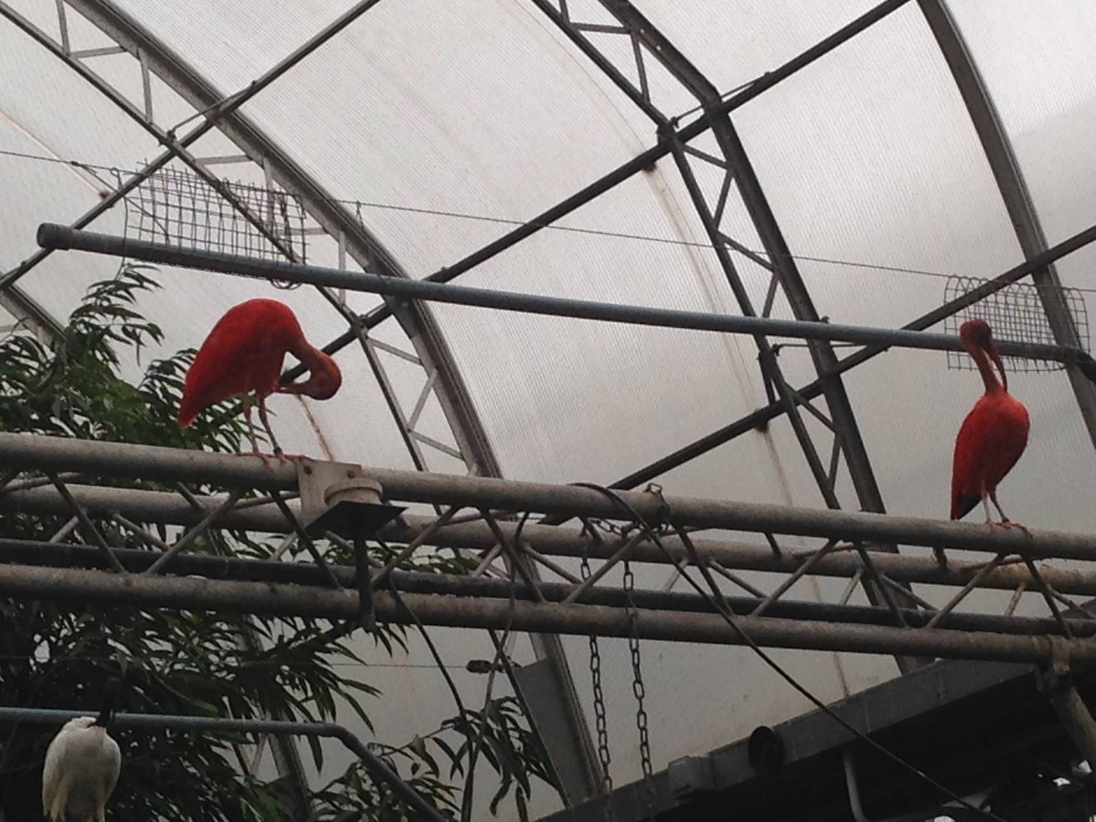 Scarlet Ibis and Sacred Ibis at Tropical World - 02/10/2013