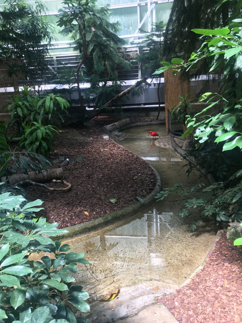 Scarlet Ibis and Spur-Winged Lapwig