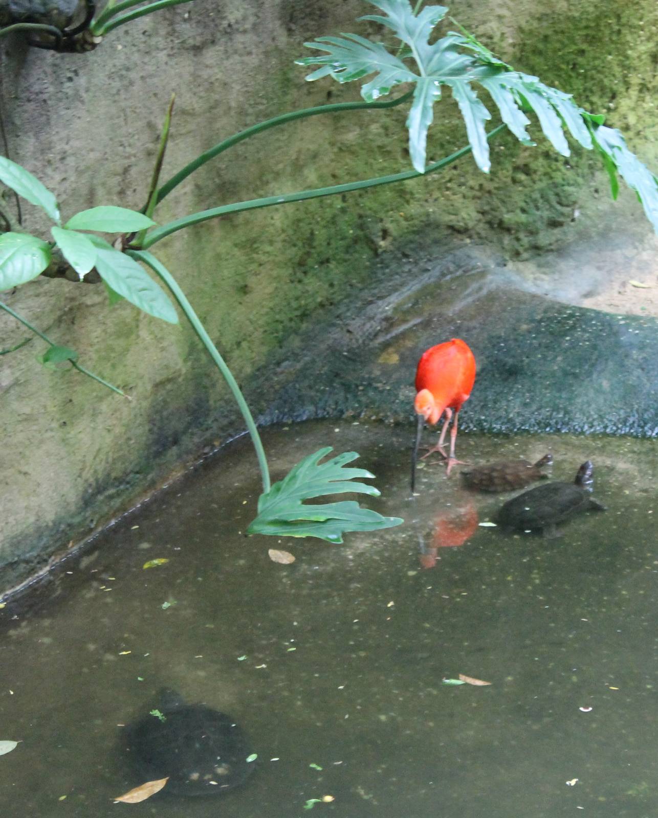 Scarlet ibis and turtles