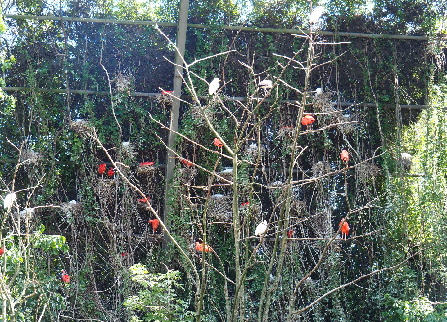 Scarlet ibis and Western cattle egret nesting colony in the large aviary, 2022-06-28