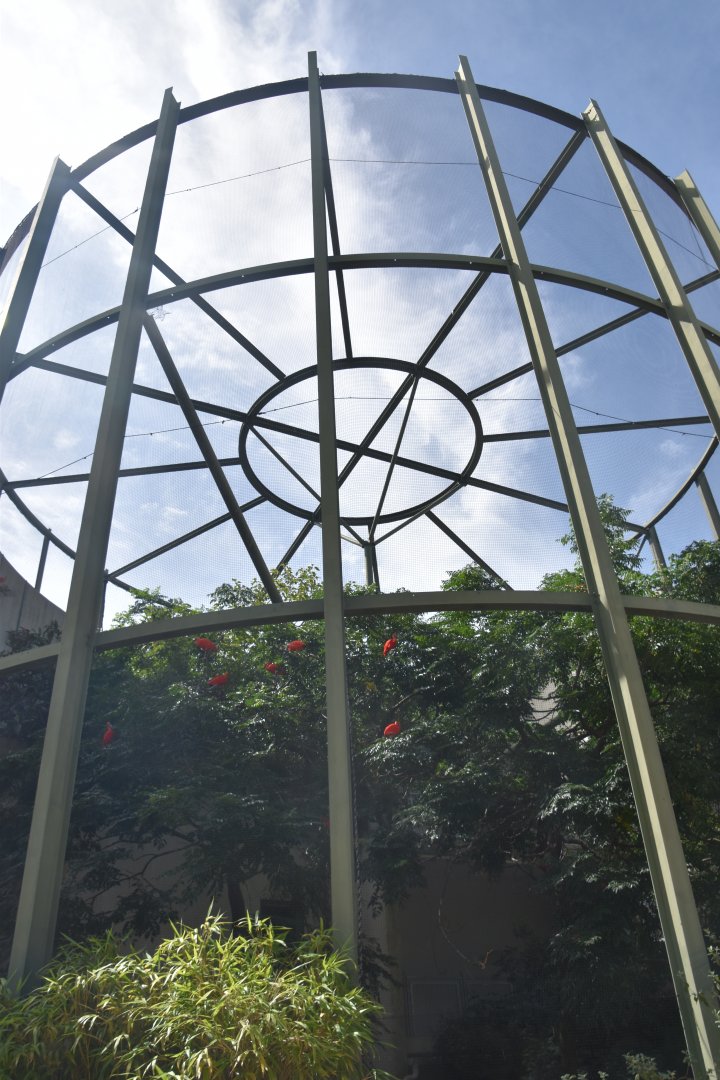 Scarlet Ibis and whistling duck aviary