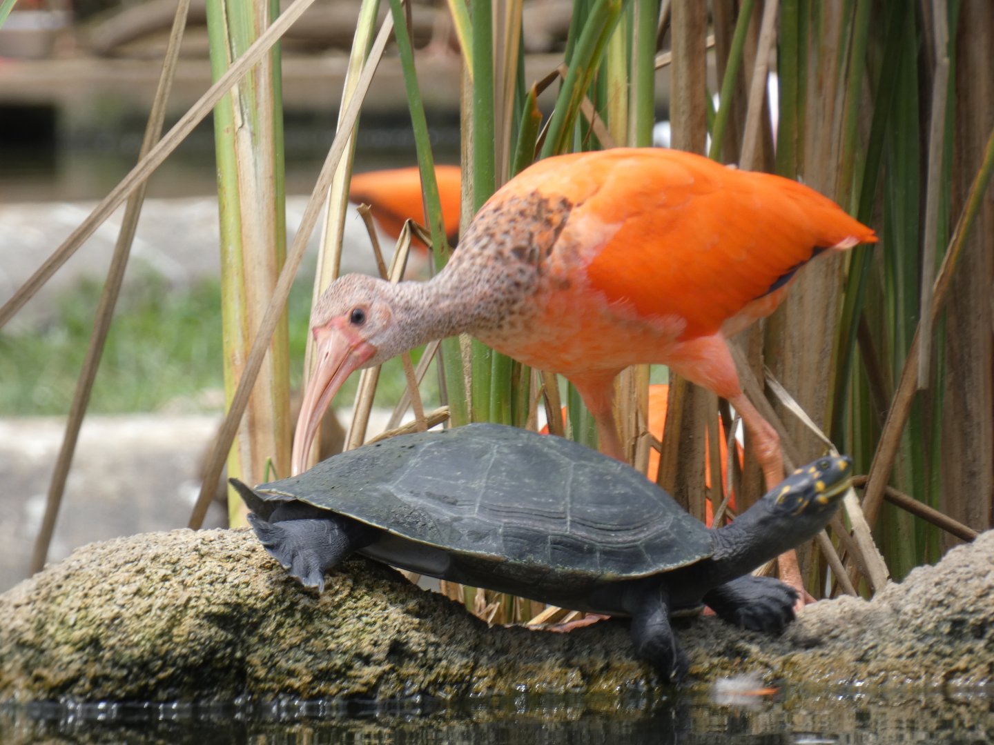 Scarlet ibis and yellow-spotted Amazon river turtle