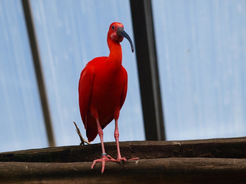 Scarlet ibis (April 19th, 2015)