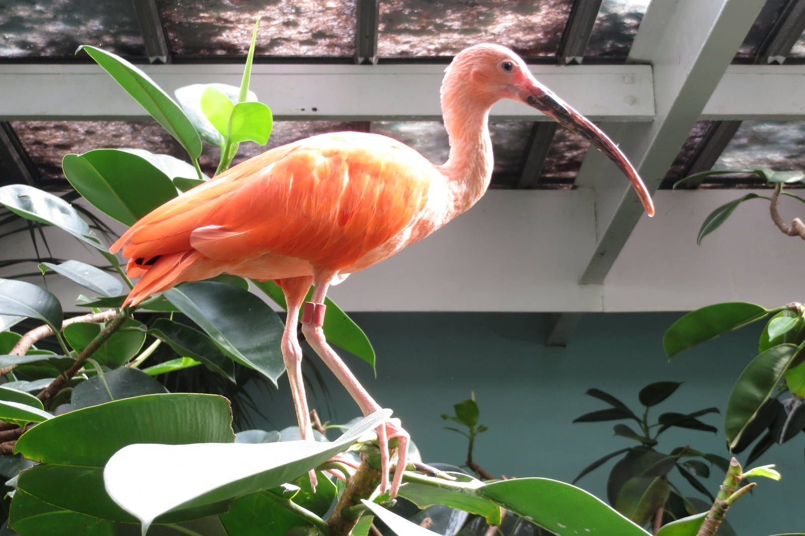 Scarlet Ibis - Aquatic Birds House 031215