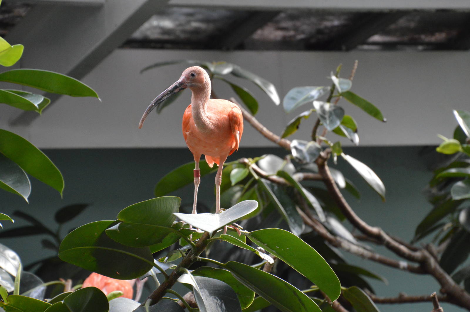 Scarlet Ibis - Aquatic Birds House 031215