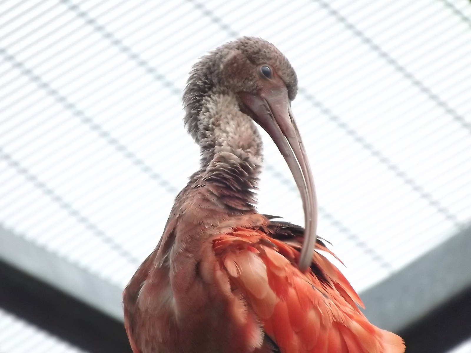 Scarlet Ibis at Blackpool Zoo 04/08/12