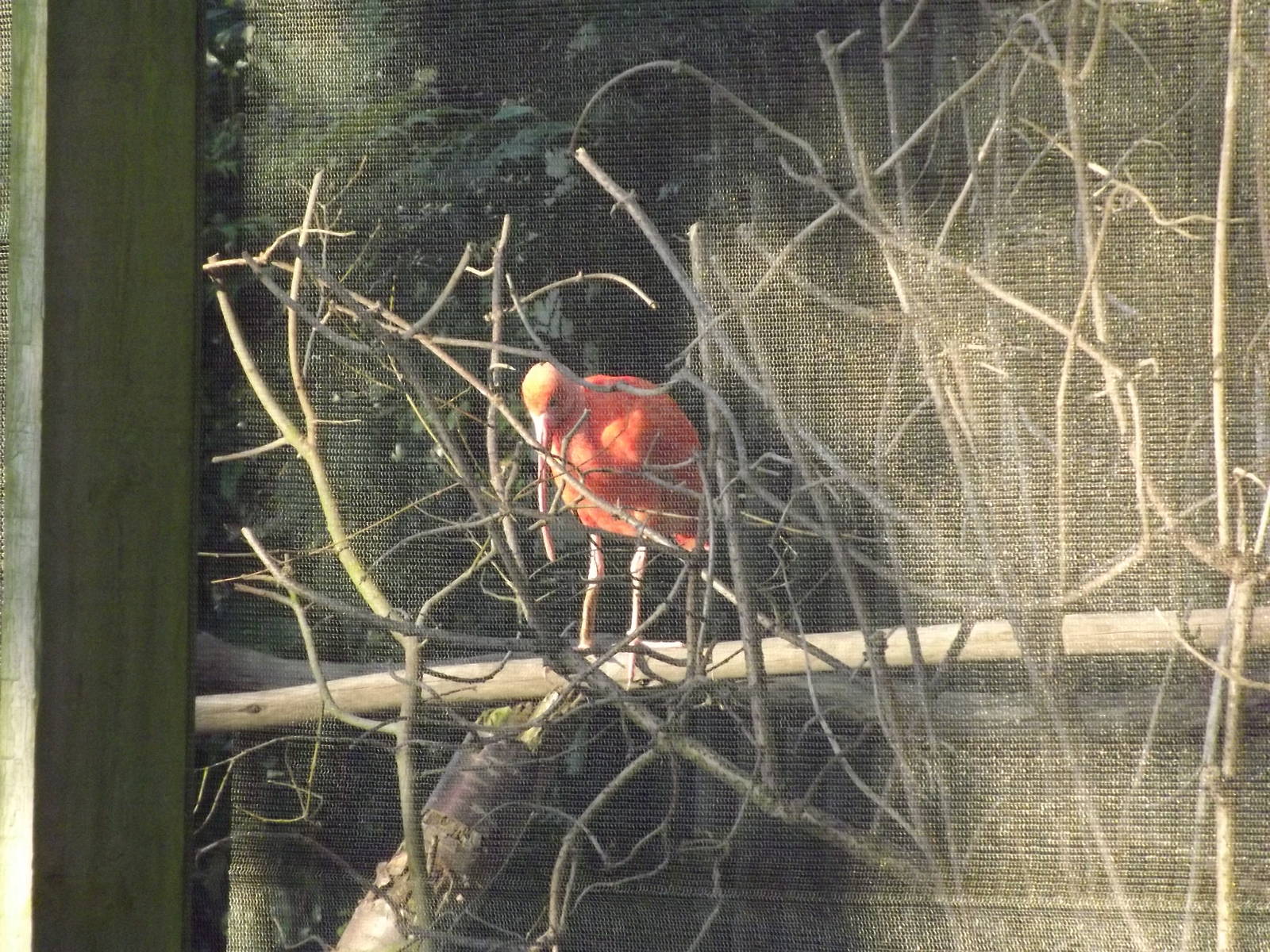 Scarlet Ibis at Blackpool Zoo 15/01/12