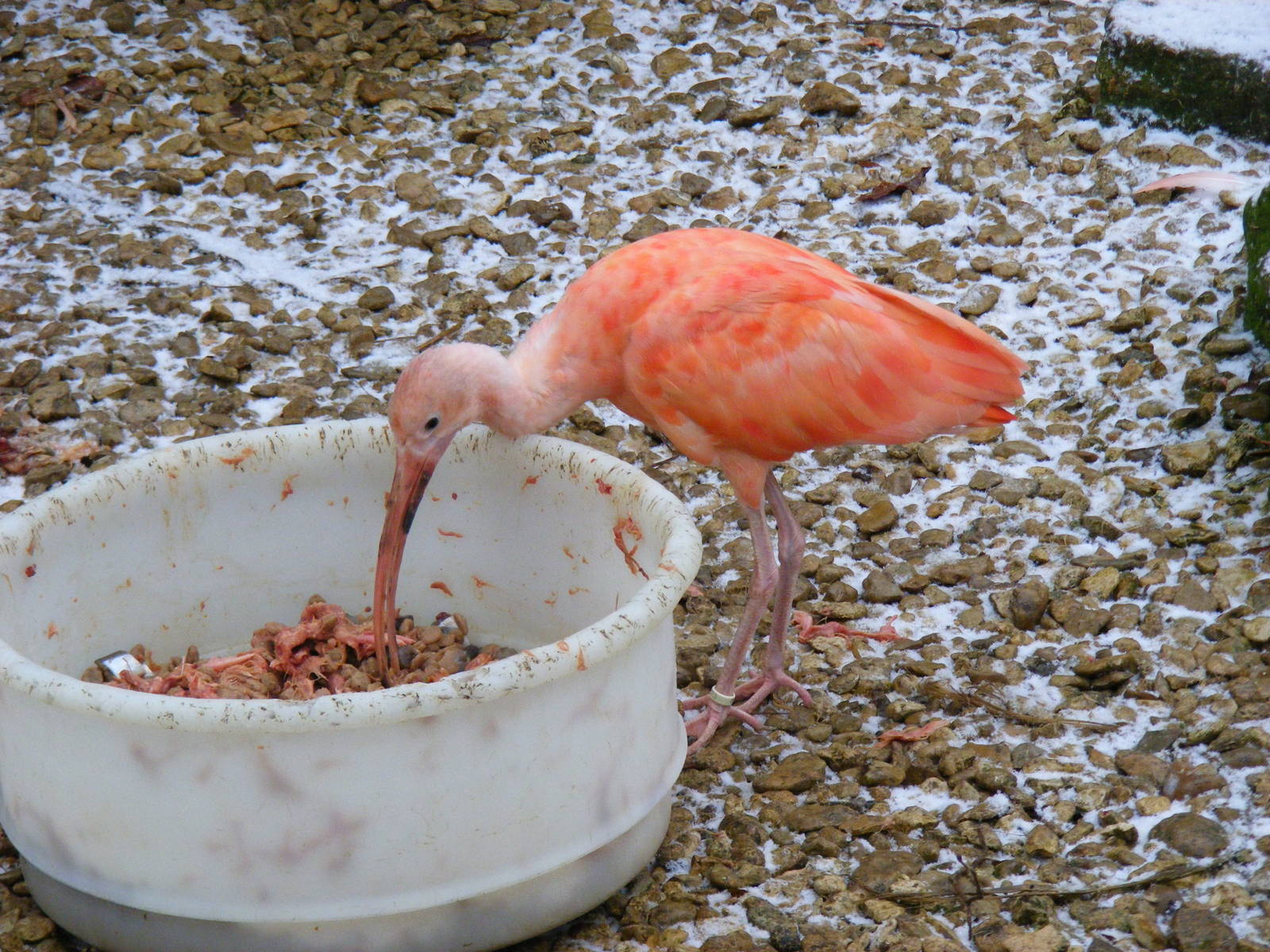 Scarlet ibis at Cotswold Wildlife Park, 27 November 2010