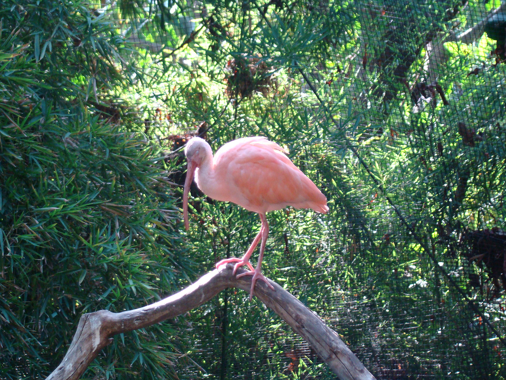 Scarlet Ibis at the Los Angeles Zoo