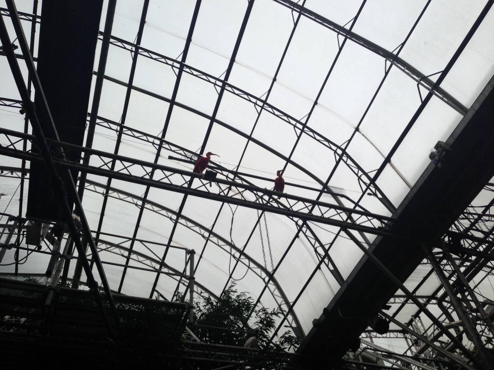 Scarlet Ibis at Tropical World - 02/10/2013