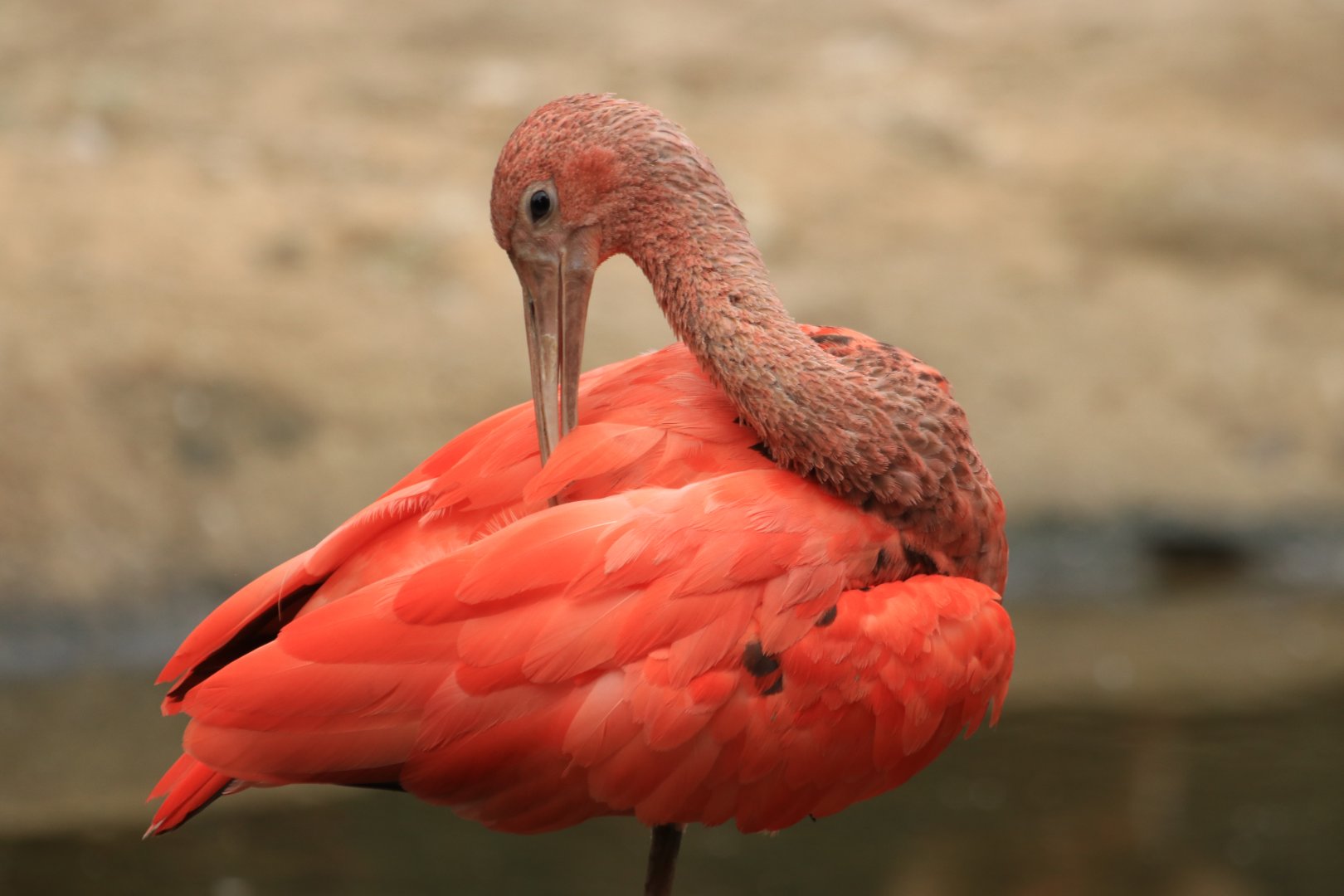 Scarlet ibis (August 2019)