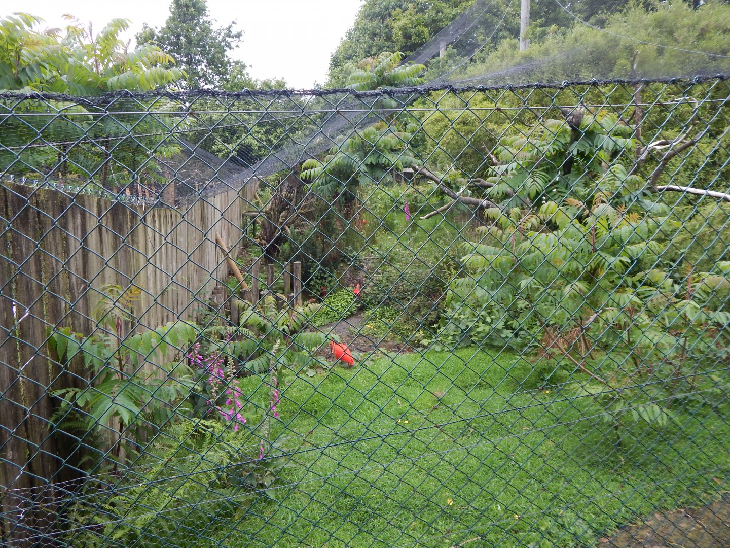 Scarlet ibis aviary 050625