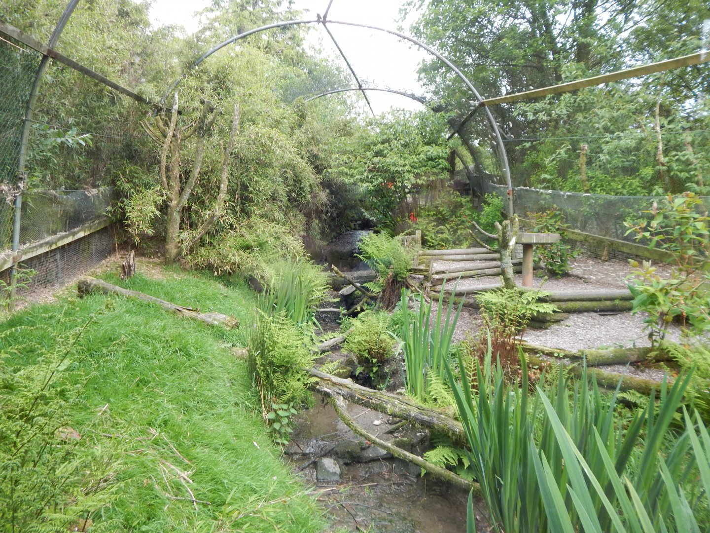 Scarlet ibis aviary 150522