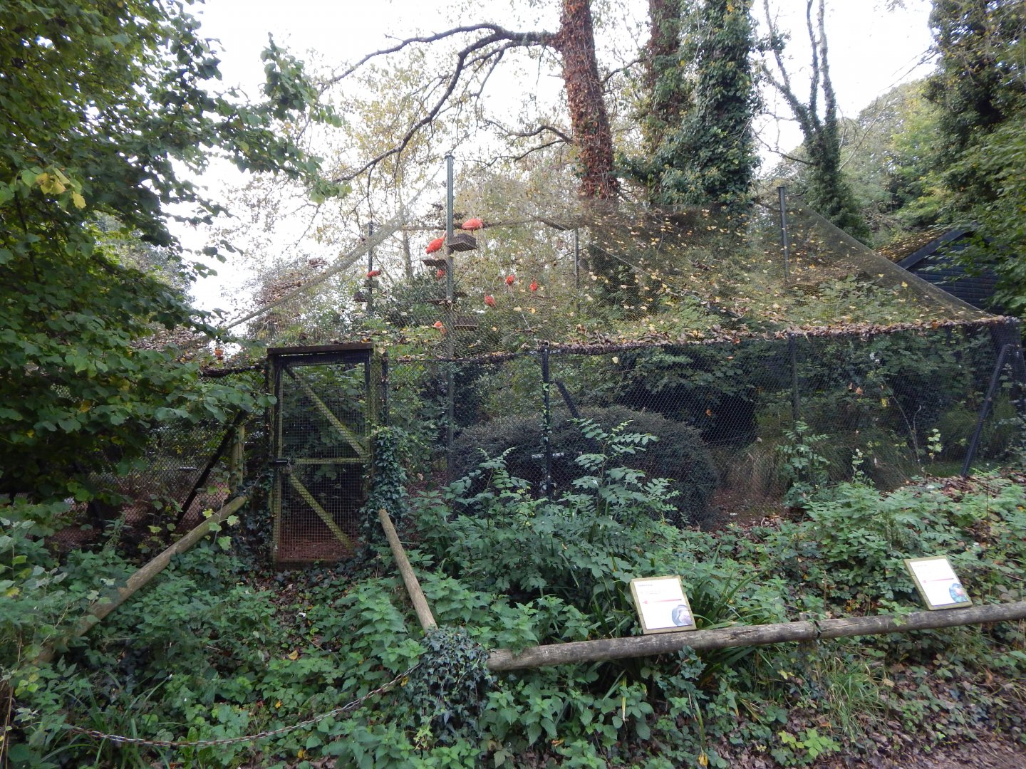 Scarlet ibis aviary 181020