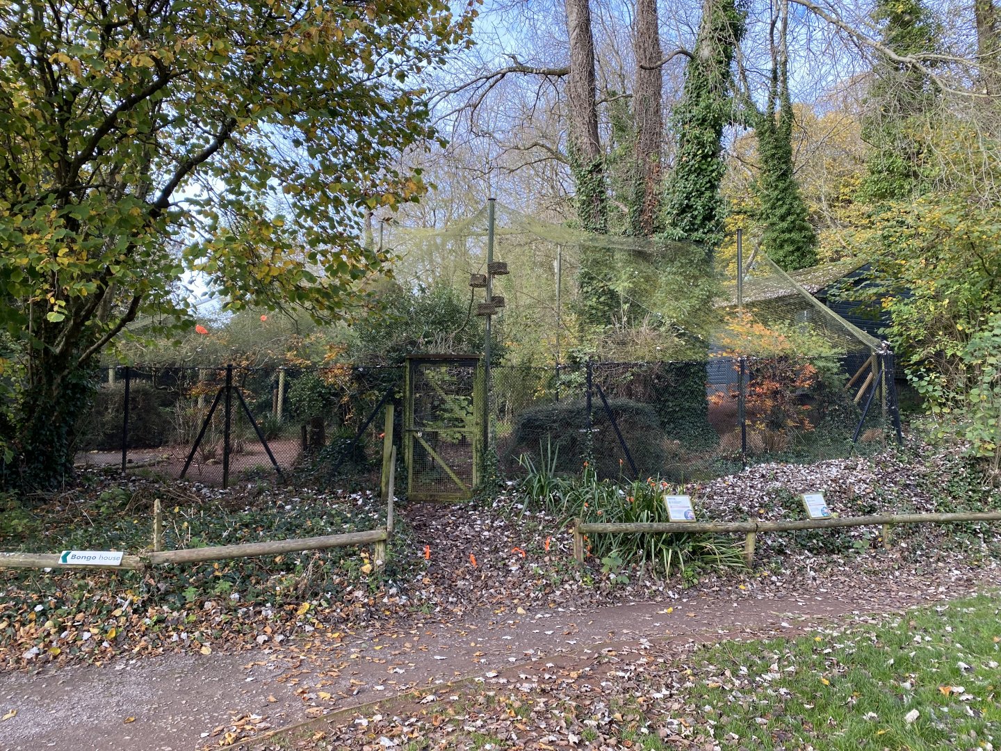Scarlet ibis aviary 201121