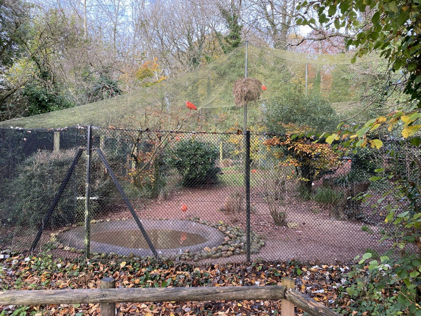 Scarlet ibis aviary 201121